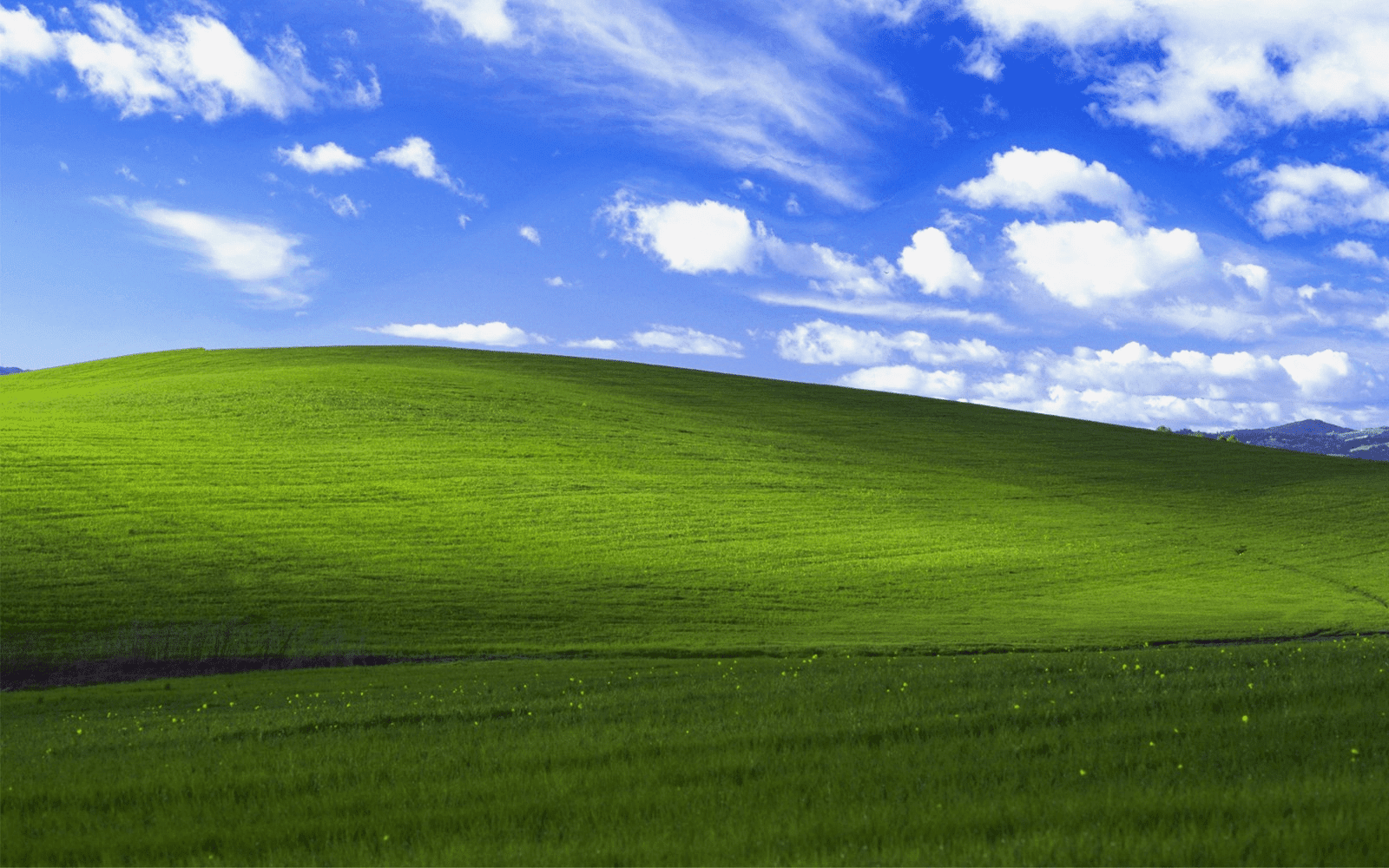 Das ikonische grüne Gras-Hintergrundbild von Windows XP.