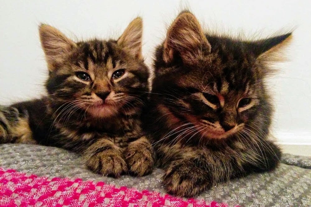 Little Puss et Lias: deux chatons tabby de dix semaines.