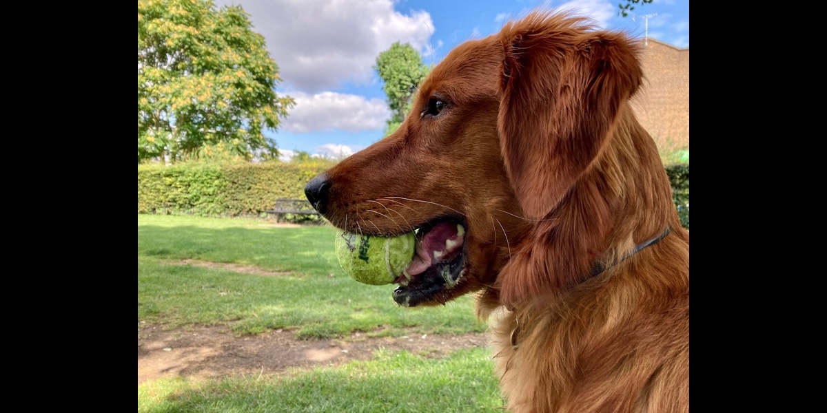 Profil eines glücklich aussehenden, hübschen Hundes mit einem Ball im Maul; auf beiden Seiten des Bildes ist zusätzlicher Platz vorhanden.