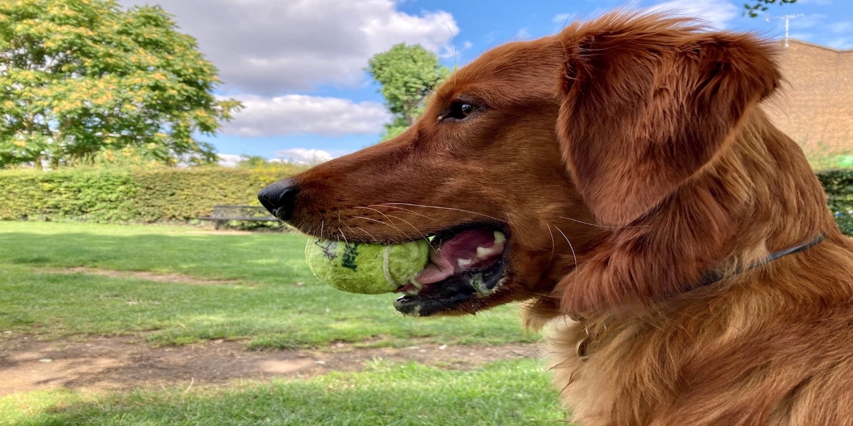 ボールをくわえた幸せそうなハンサムな犬の横顔。画像が圧縮されている。