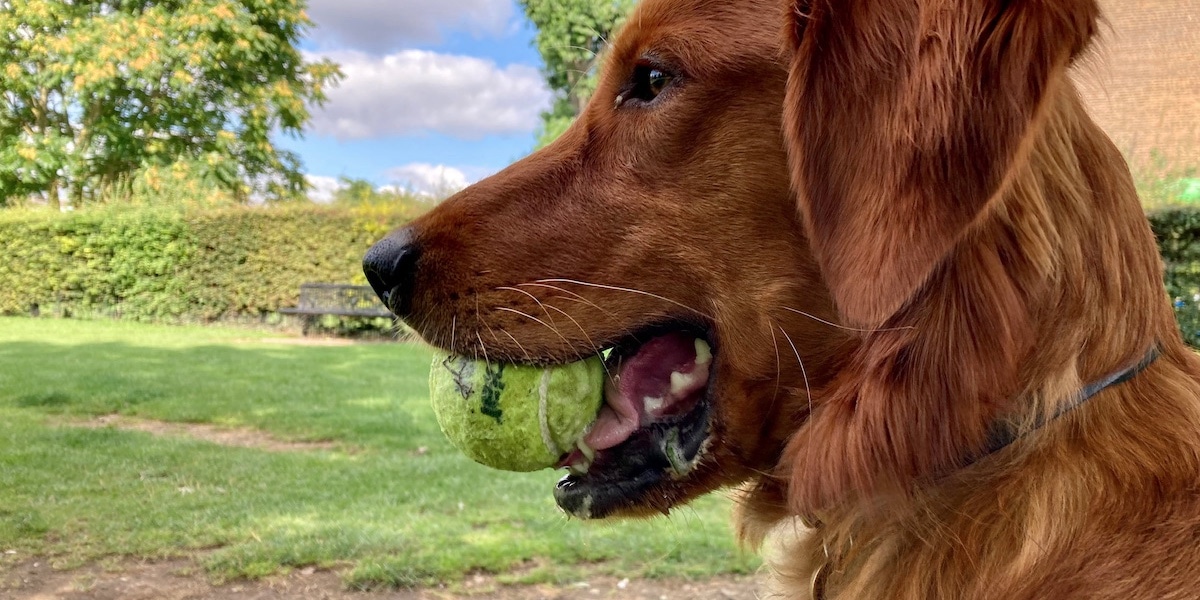 Profil eines glücklich aussehenden Hundes mit einem Ball im Maul; das Bild wurde oben und unten zugeschnitten.