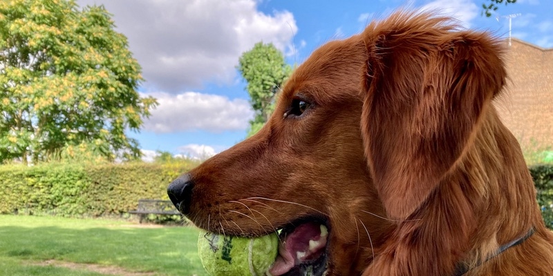 Ağzında top olan, mutlu ve yakışıklı bir köpeğin profili. Resim yalnızca alttan kırpılmıştır.