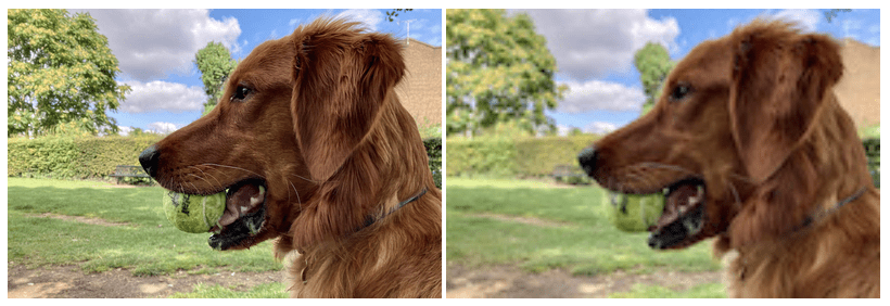 Duas versões da mesma imagem de um cachorro bonito e feliz com uma bola na boca, uma imagem nítida e a outra desfocada.