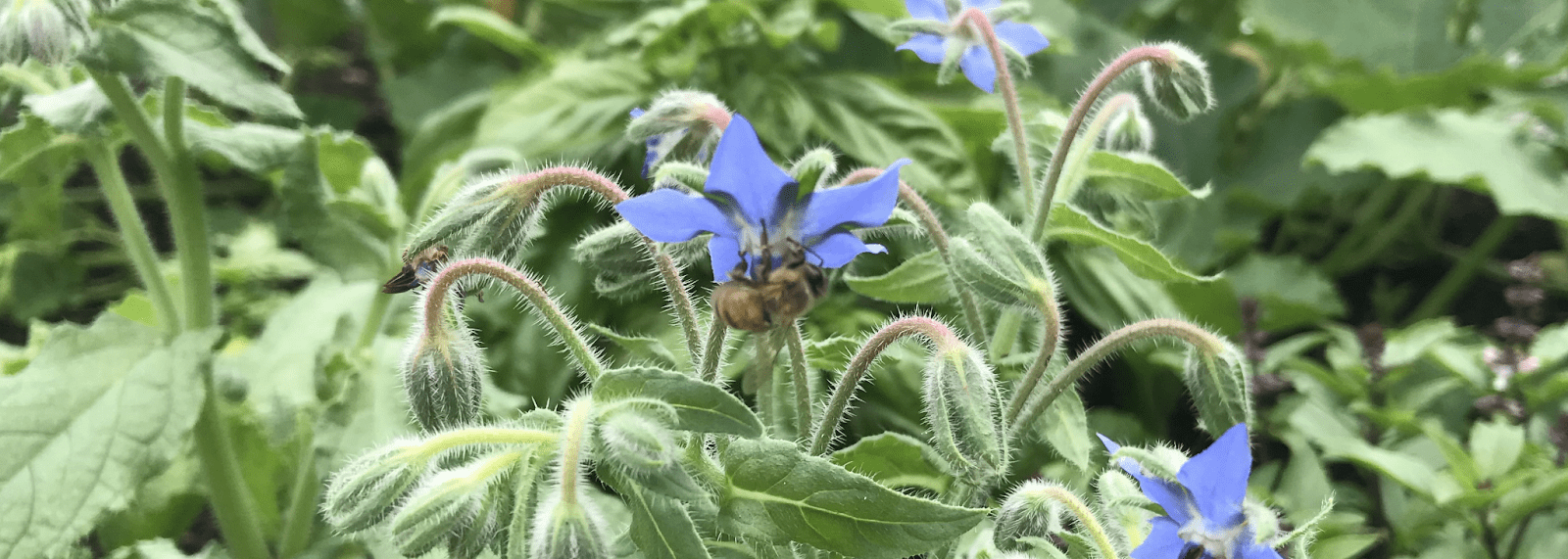 Imagem de cabeçalho da largura de uma flor-laxante cercada por folhas e caules, sendo visitada por uma abelha.