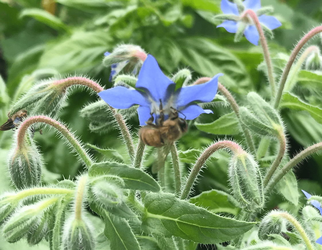 Gambar bunga periwinkle yang diperbesar.